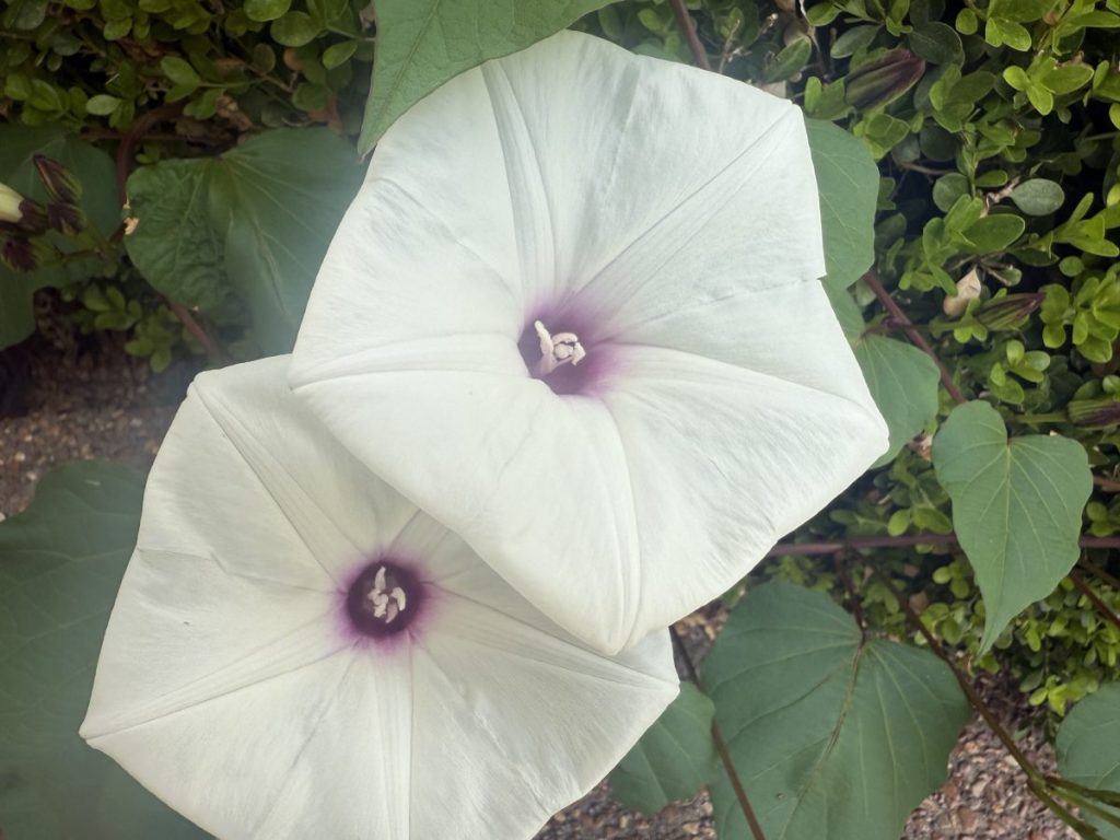 To the Morning Glory
